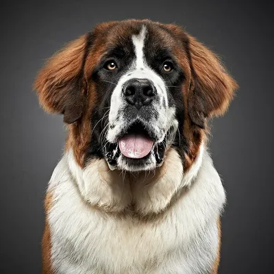 Собака из бетховена - 70 фото