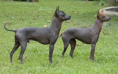 Перуанская голая собака: все о собаке, фото, описание породы, характер, цена