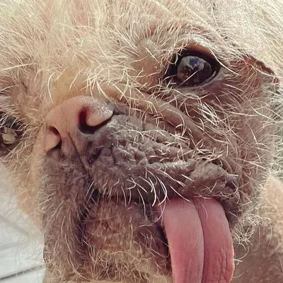 Запуганный щенок без шерсти превратился в самое милое существо - видео