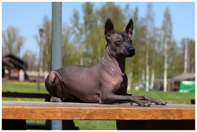 Щенок голой Мексиканской собаки, без шерсти, крупным планом, изолирована на  белом Photos | Adobe Stock