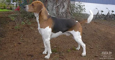 Гиперреалистичная собака-бигль в полный рост на белом фоне | Премиум Фото