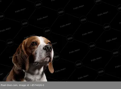 Набор наклеек, творчество, наклейки для блокнота, для ежедневника - \" Собака  породы Бигль \" - купить с доставкой по выгодным ценам в интернет-магазине  OZON (824157068)