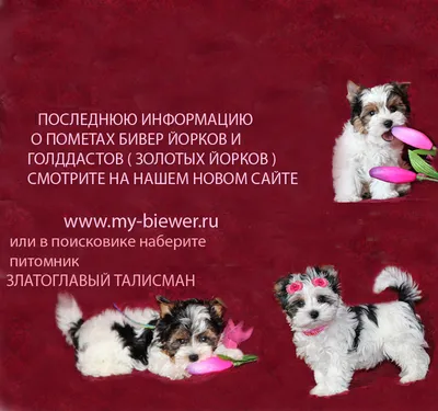 Пропала собака Бивер-Йорк на Уточкина, 6к1, СПб | Pet911.ru