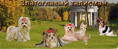 Найдена собака бивер Йорк терьер в Рузе | Pet911.ru