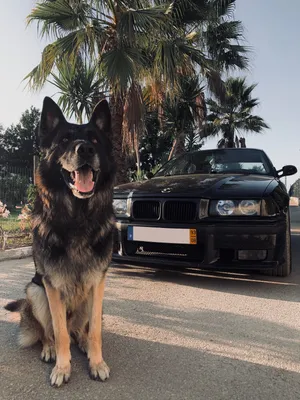 Мартунинский 🇦🇲♠️ on Instagram: \"Не предает лишь автомобиль и собака ©️ .  . . #bmw #bmwe60 #bmwm5 #ротвейлер #екатеринбург #ekb #ekaterinburg\"