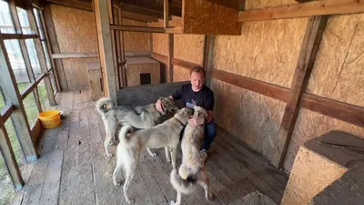 Бурят-монгольский волкодав-щенки. Бурят-монгольская собака (БМС-БМВ), ,  Продажа Собак Краснодар.