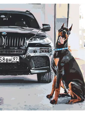BMW: истории из жизни, советы, новости, юмор и картинки — Лучшее | Пикабу
