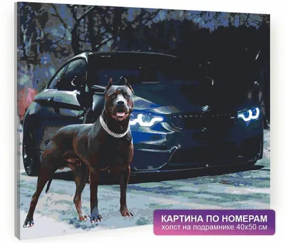Комбинезон для собаки Мотоспорт в интернет-магазине Ярмарка Мастеров по  цене 3000 ₽ – A5ZZZRU | Одежда для питомцев, Москва - доставка по России