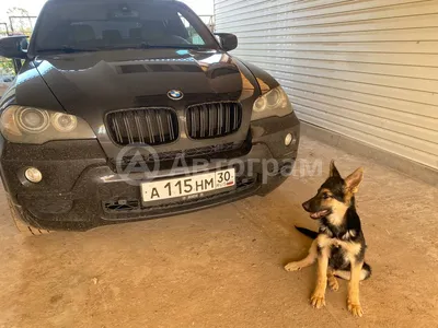 Предохранитель бульдога BMW мастера Стоковое Фото - изображение  насчитывающей собака, бульдоги: 45897326