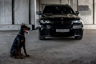Собака едет на BMW X5 чёрном» — создано в Шедевруме
