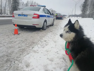 Купить майка для собак и кошек Arnydog BMW красная S, длина спины 25 см,  цены на Мегамаркет | Артикул: 600012335742