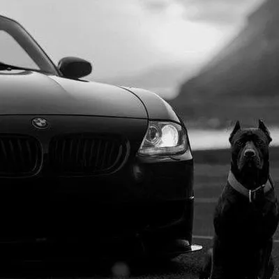 BMW F82 M4 black | Bmw, Bmw car, Super cars