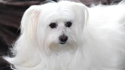 Болонка - это маленькая собака с шелковистой шерсткой, которая нуждается в  уходе» — создано в Шедевруме