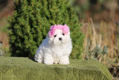 Мальтезе ,мальтийская болонка, белый щенок, белая собака, собачка, щенок ,  сторис , эстетика | Puppies, Teddy, Teddy bear