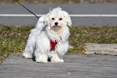 Aller Petfood Russia - 🐶 Мальтийская болонка или мальтезе – это  жизнерадостная маленькая собачка, в которой полным полно любви. Мальтийская  болонка считается одной из древнейших пород собак в Европе, однако точное  происхождение