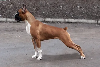 Порода собак босерон - 70 фото