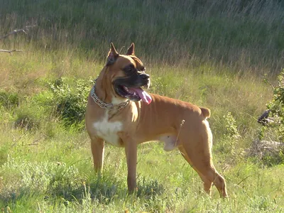 Британская собака-боксер на солнце Стоковое Изображение - изображение  насчитывающей лужайка, великобританское: 232195543