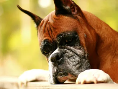 Собака боксер коричневый на …» — создано в Шедевруме