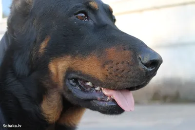 Немецкий боксер собака: фото, характер, описание породы