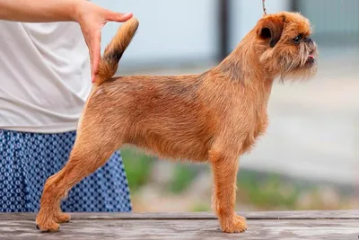 Бельгийский гриф из пород собак выглядит Стоковое Фото - изображение  насчитывающей мало, портрет: 144515414