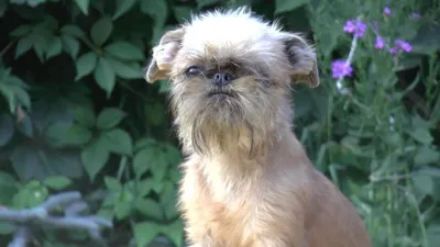 Малая бельгийская собака: «Гремлины» со скверным характером. За что их  любят вот уже 600 лет? | Пикабу