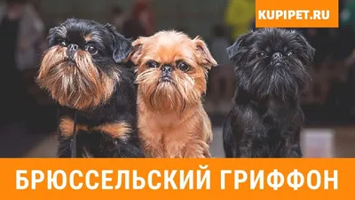 🐶 И брюссельский гриффон собака …» — создано в Шедевруме