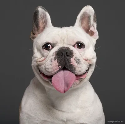Французский бульдог - идеальный спутник среди пород собак для вашей семьи?