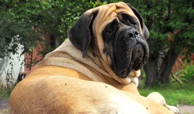 🐶Самые известные крупные собаки: Айкама Зорба, Зевс и Бульдозер | Собачье  дело | Дзен