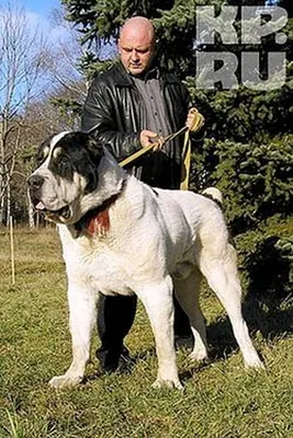 Жители СКФО ищут на сайте kp.ru «вестерны в Дагестане» и «собаку Бульдозера»  - KP.RU