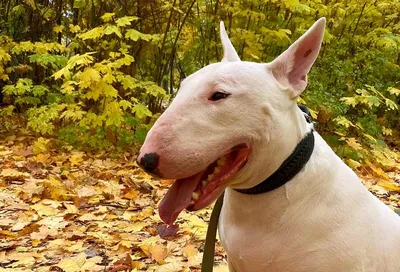 Бультерьер: страшно красивая собака с запятнанной репутацией | Пёсико | Дзен
