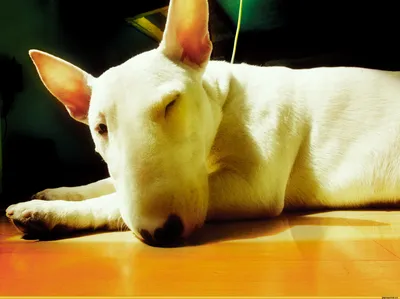 Собака породы Бультерьер: происхождение, характер, описание породы, цена  щенков, фото