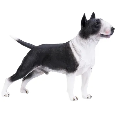 Byzi - Порода бультерьер миниатюрный - это маленькие собаки, с крепким,  мускулистым телосложением, и короткими конечностями. Морда вытянутая, уши  стоячие. Хвост средней длины, шерсть короткая. | Facebook