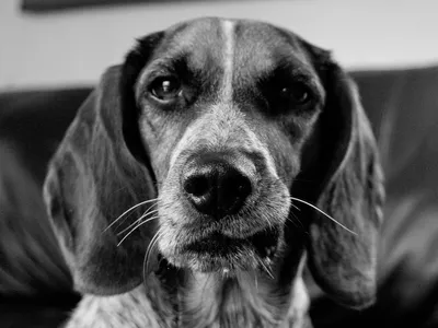 Черно-белое фото собаки в окне Стоковое Фото - изображение насчитывающей  портрет, уныло: 47489664