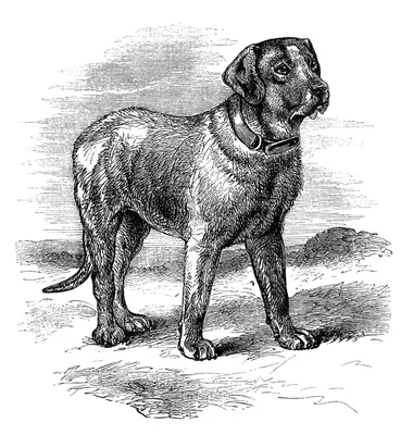 Картинка Собаки Очки черно белые животное Рисованные