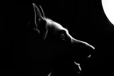 Собака ждёт хозяина, грустный …» — создано в Шедевруме