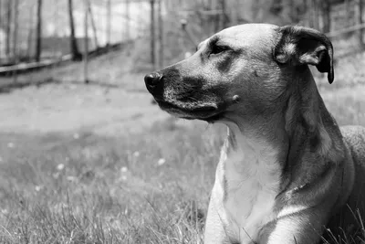 черно-белая смешанная порода собака, отдыхающая в траве. Стоковое  Изображение - изображение насчитывающей черный, разведенными: 231368467