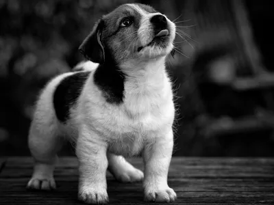 Черно-белое фото покинутой собаки Стоковое Фото - изображение насчитывающей  млекопитающее, головка: 67658688