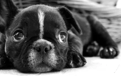 Собака черно белое фото фотографии