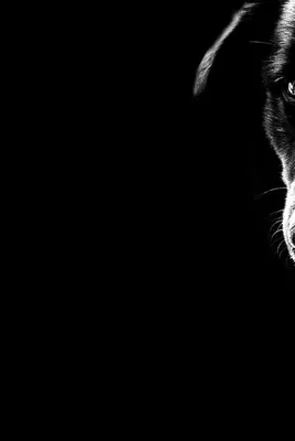Картинки собаки черно белые (63 фото) - картинки sobakovod.club