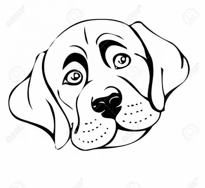 Собака Черное И Белое Собачий - Бесплатное фото на Pixabay - Pixabay