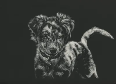 Скачать обои мордочка, взгляд, чёрно-белое, собака, щенок разрешение  1152x864 #191983
