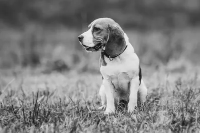 40,260 черно белые собаки стоковые фото – бесплатные и стоковые фото RF от  Dreamstime