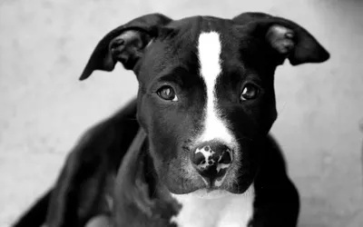 Скачать обои чёрно-белое, черный, собака, минимализм, black and white  разрешение 640x960 #10945