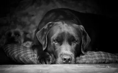 Черно-белое фото собаки пуделя Charley Стоковое Изображение - изображение  насчитывающей названо, собака: 147357039