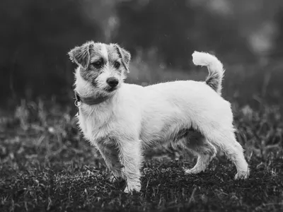Черно-белая фотография бездомной собаки на улице :: Стоковая фотография ::  Pixel-Shot Studio