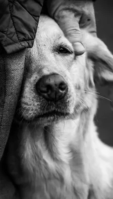 Черно белый рисунок собака - 72 фото