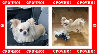 Купить Милая собака чихуахуа, виниловая наклейка на автомобиль, мультяшное  животное, автомобильная наклейка для автомобиля, бампер, украшение для  окна, двери | Joom