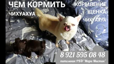 Садовая фигура для сада \"Собака Чихуахуа лежачая\" (ID#1427453377), цена:  404 ₴, купить на Prom.ua