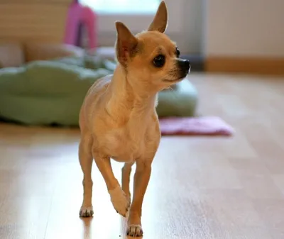 Чихуахуа: самая маленькая собака-компаньон в мире