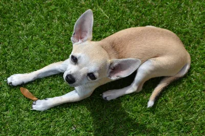 Чихуахуа Собака Маленькая - Бесплатное изображение на Pixabay - Pixabay